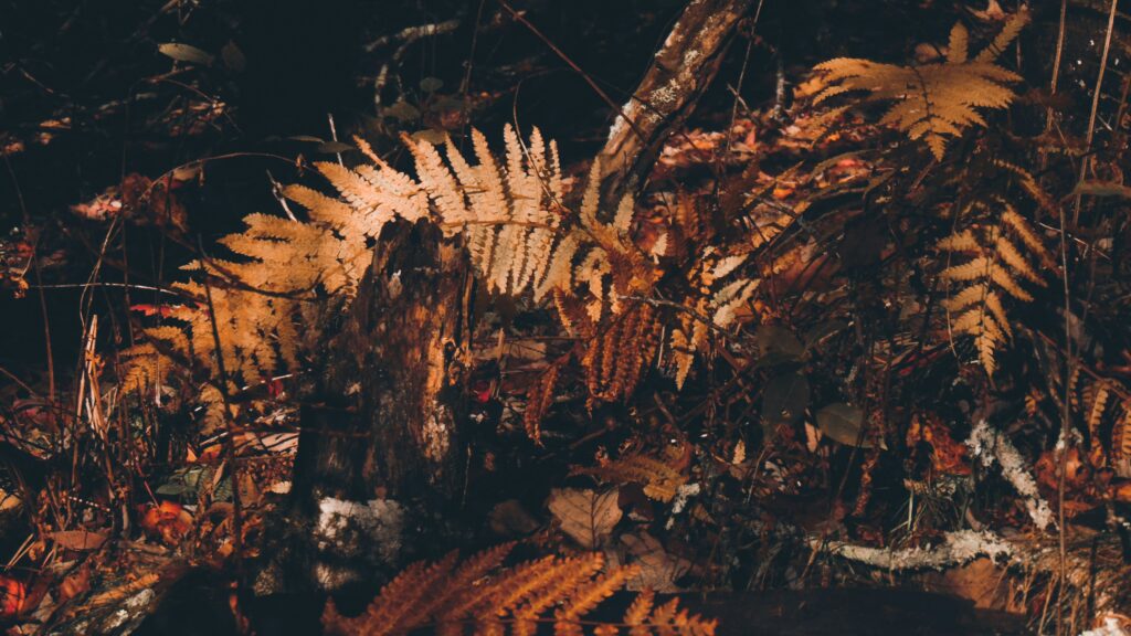 Pathway to the Pluriverse: breaking the servant of the Hegemonster
